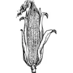 Telinga dari jagung vektor ilustrasi