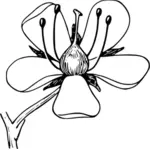 Венчик цветка векторное изображение