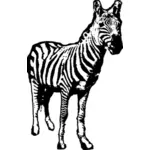 Zebra Vektor Zeichnung