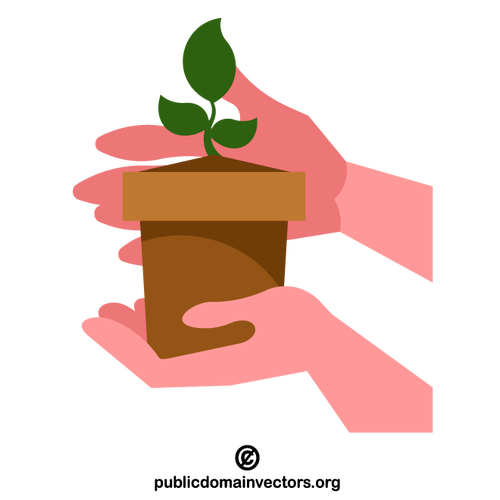 Hands holding a plant sprout in pot