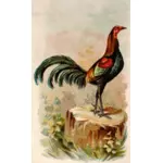Young rooster