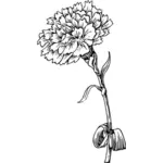 Carnation blomma vektorbild