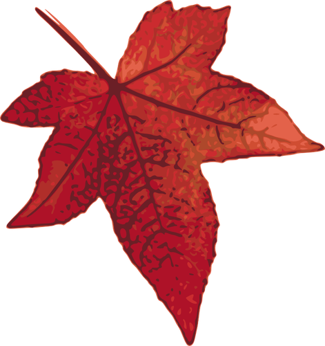 Red maple leaf vector image