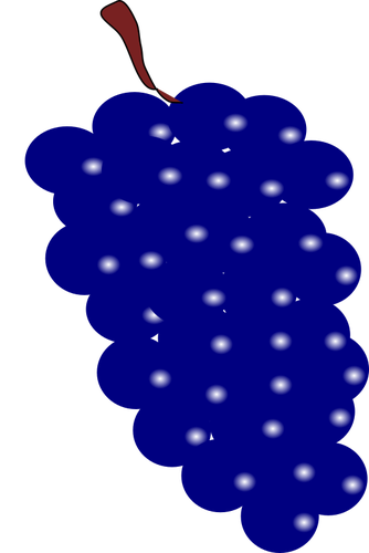 Blå druvor vektorbild