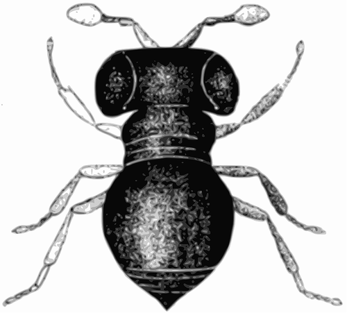 Baeus achaearaneus vector imagem