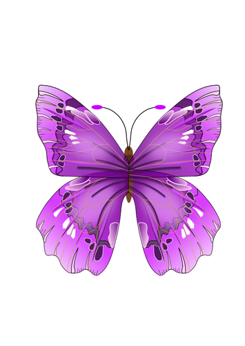 Beautiful purple butterfly