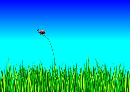 Gras mit Bug