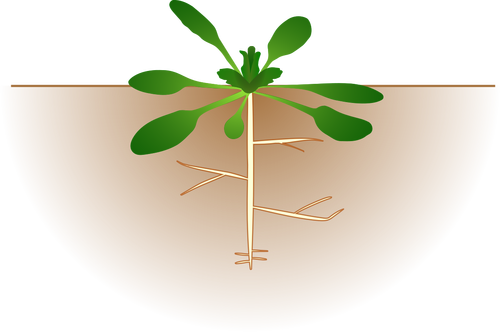 Vector image of arabidopsis thaliana