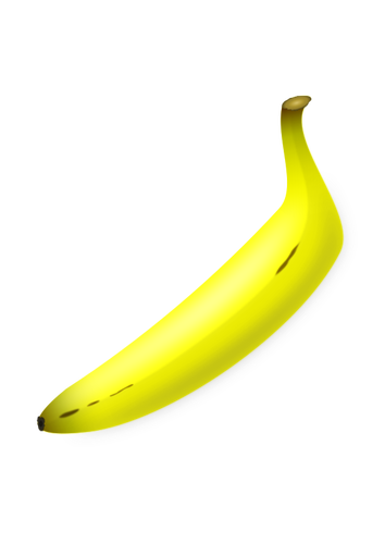 Vector illustraties van rechte gevormde banaan