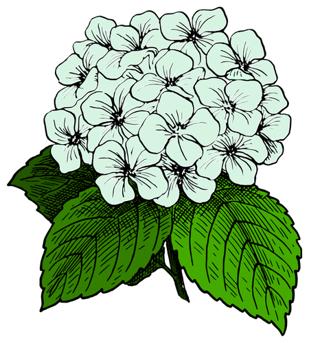 Afbeelding van de hortensia