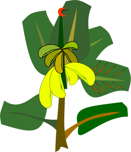 Banaanipuu kypsillä hedelmillä vektorikuva