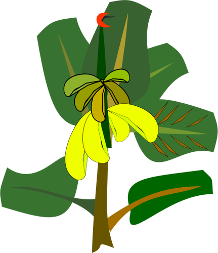 Banana tree with ripe fruits vector illustration