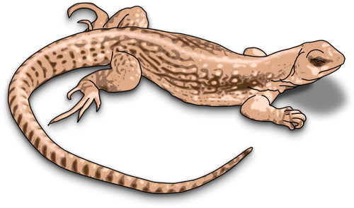 Illustration of brown lizard with shadows