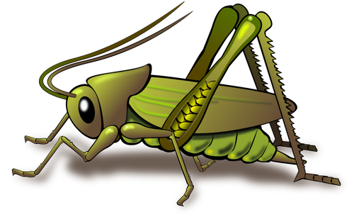 Grüne cricket