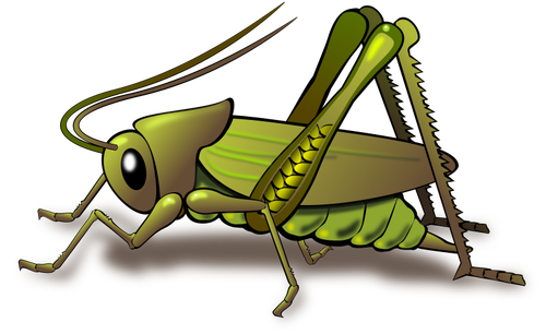 Grüne cricket