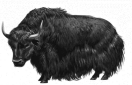 Vector drawing of a yak
