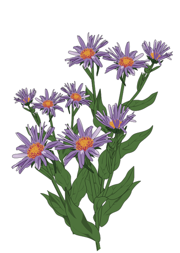 Aster Pyrenees ilustrasi