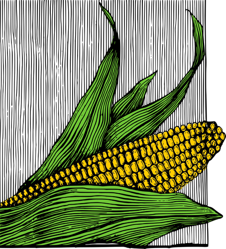 Corn and cob