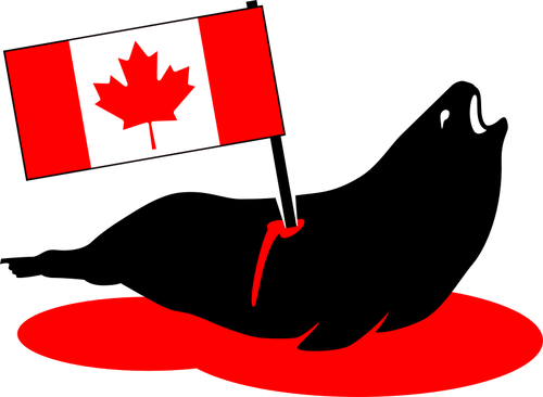 Stabbed Canadian seal