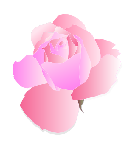 Фиолетовый и розовый розы