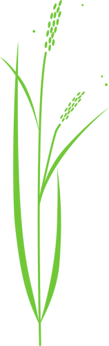 简单的水稻植株向量剪贴画