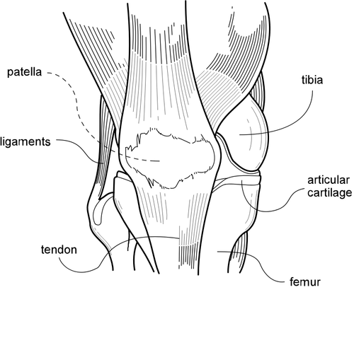 Vektorgrafik von Knie-Diagramm
