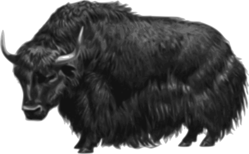 Yak image