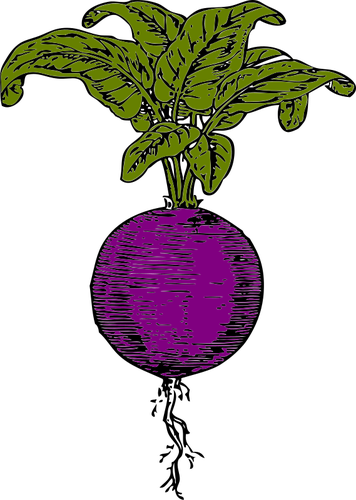 紫甜菜