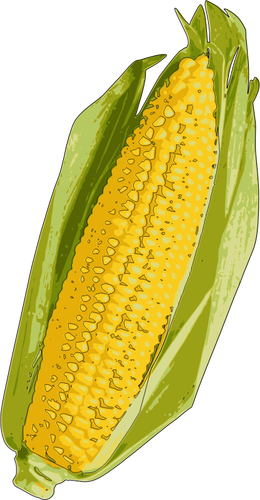玉米芯图像