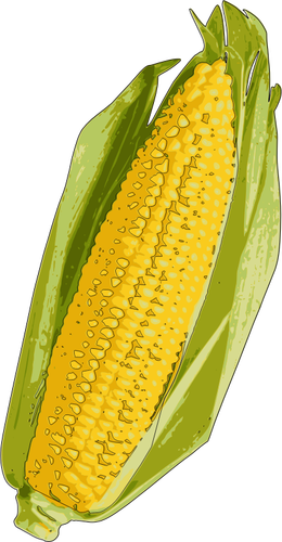 Corn cob afbeelding