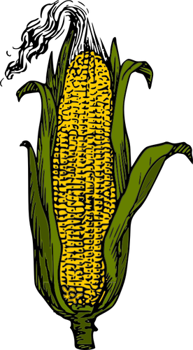 Yellow corn cob