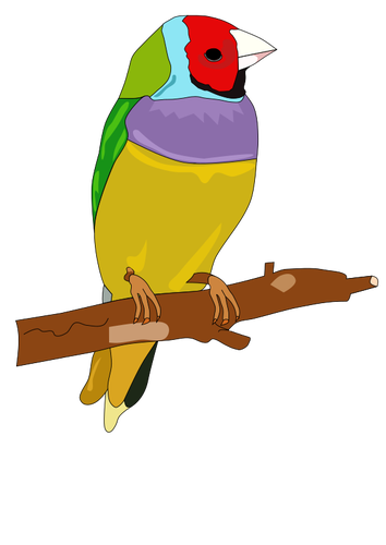 Pájaro colorido