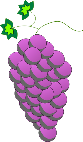 多彩的葡萄