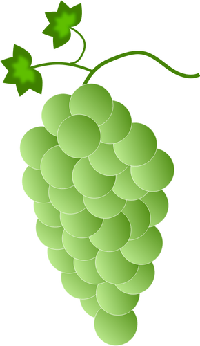 Grün-weiße Trauben