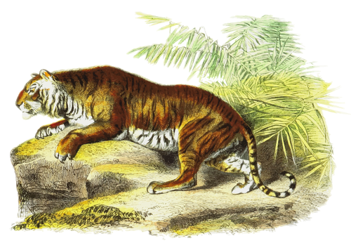 बाघ वेक्टर छवि
