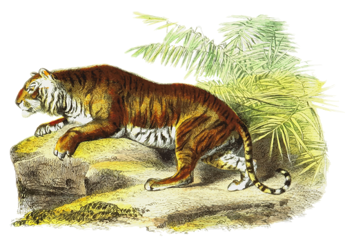 Tiger vektorbild