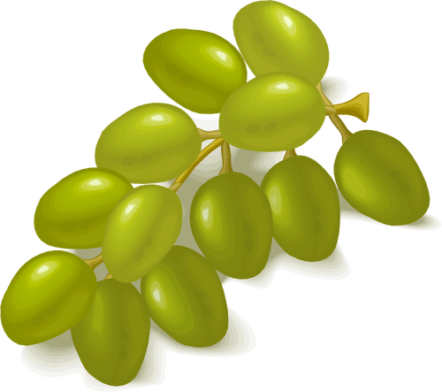 Зеленый виноград векторное изображение