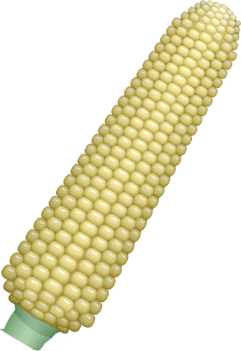 Corn cob