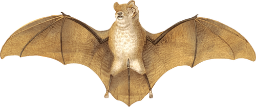 Brązowy bat