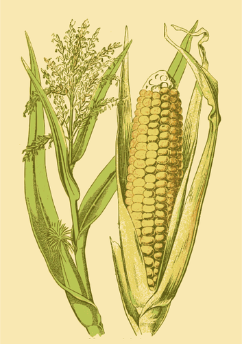 Maïs in een schil