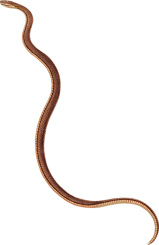 Cienki brązowy wąż