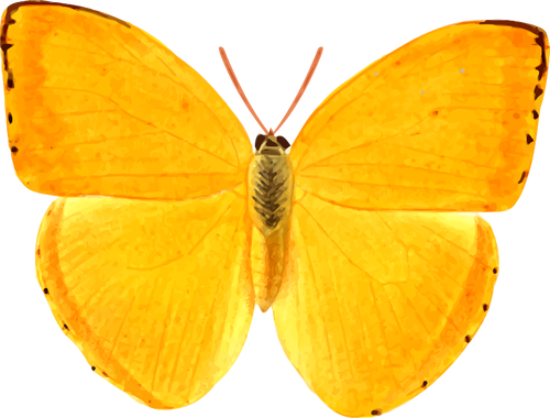 オレンジ色の巨大な蝶