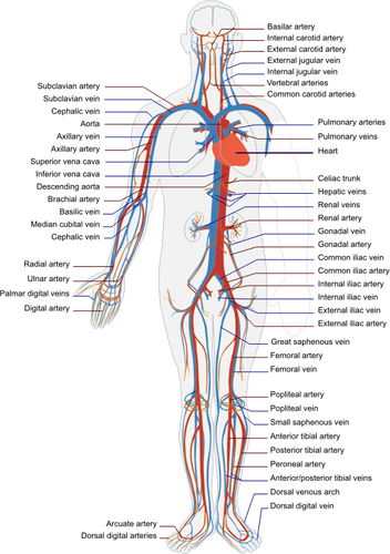 Sistema circulatorio humano