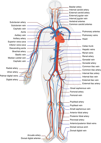 Circulatory human system