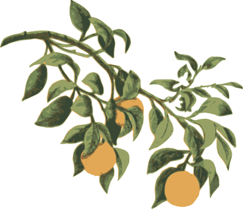 Apelsiner på en gren