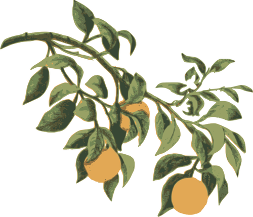 Oranges on a branch