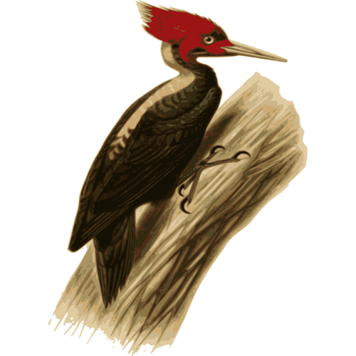 Pássaro-pica-pau