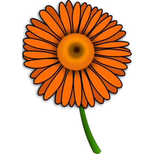 Transvaal daisy