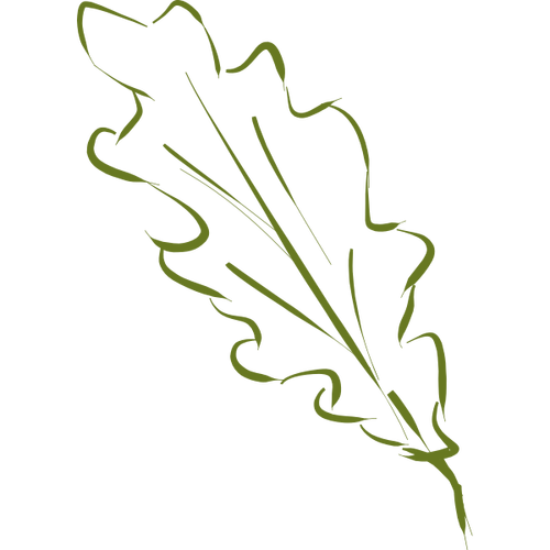 Green oak leaf