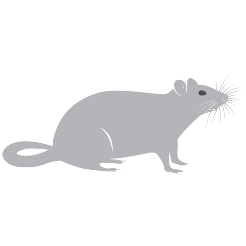 Grey rat silhouette